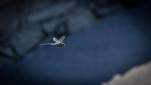 Dragonfly, Insect, Bij