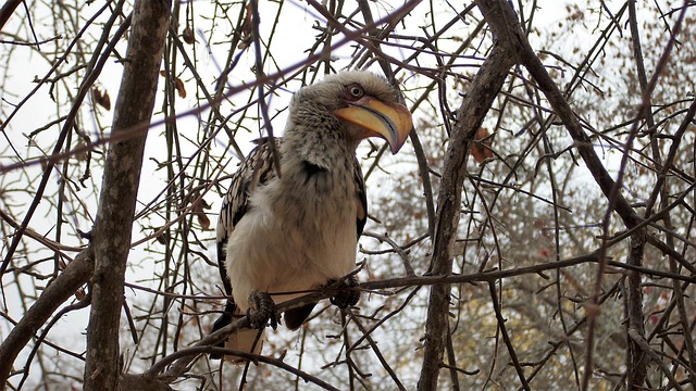 Download free HD stock image of Toko Bird Free Toko Bird photo and picture