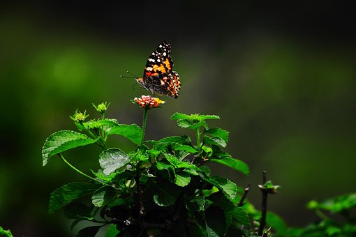 Free Butterfly Green photo and picture