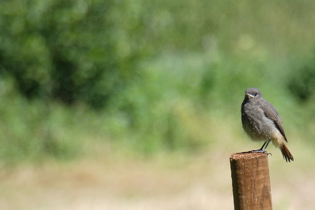 Vogel, Natur, Tier, Zaun, Garten