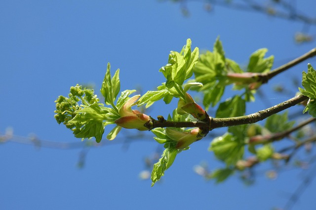 Blätter, Himmel, Blau, Grün, Natur