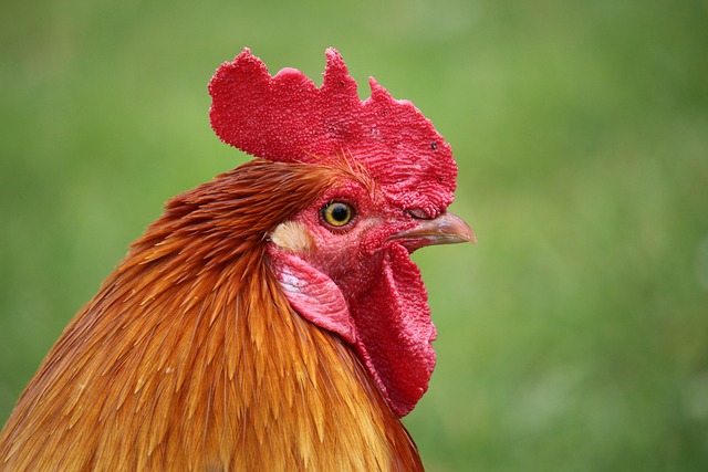 Free Chicken Pen photo and picture