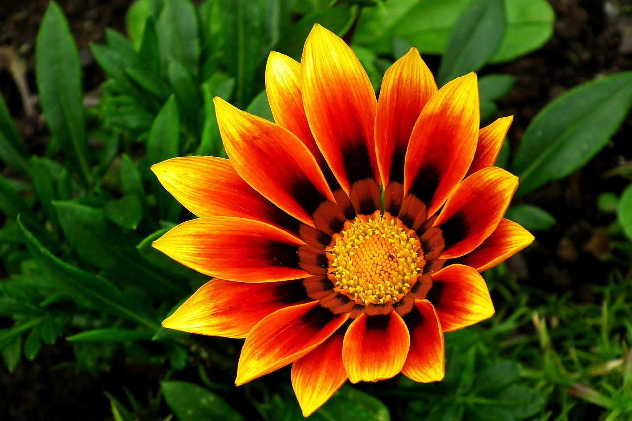 Fleur Couleur t Les Photo Gratuite Sur Pixabay