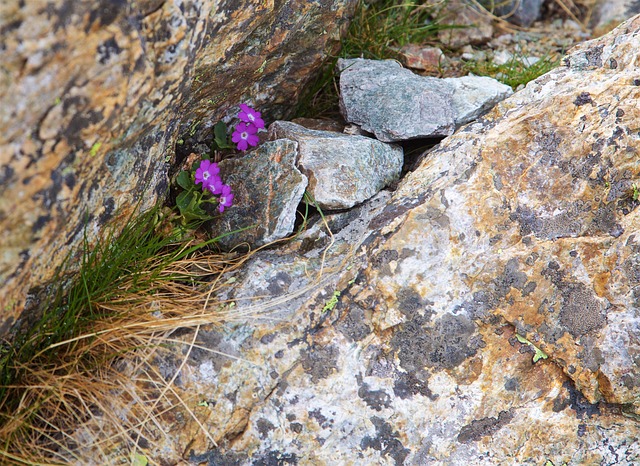 Free Alpine Flower Stone photo and picture
