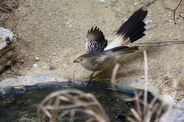 Free Zoo Cuckoo photo and picture