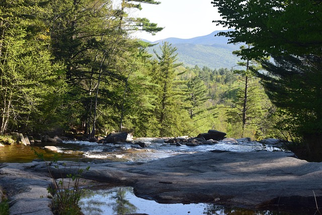 Wald, Bäume, Fluss, Natur, Landschaft