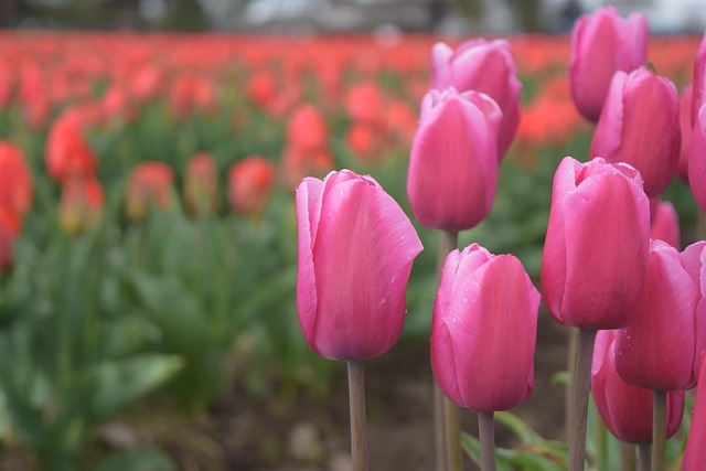 Rosa Tulpen, Rote Blütenblätter, Blüte