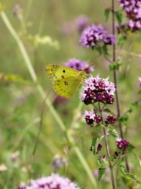 Free Clouded Yellow Butterfly photo and picture