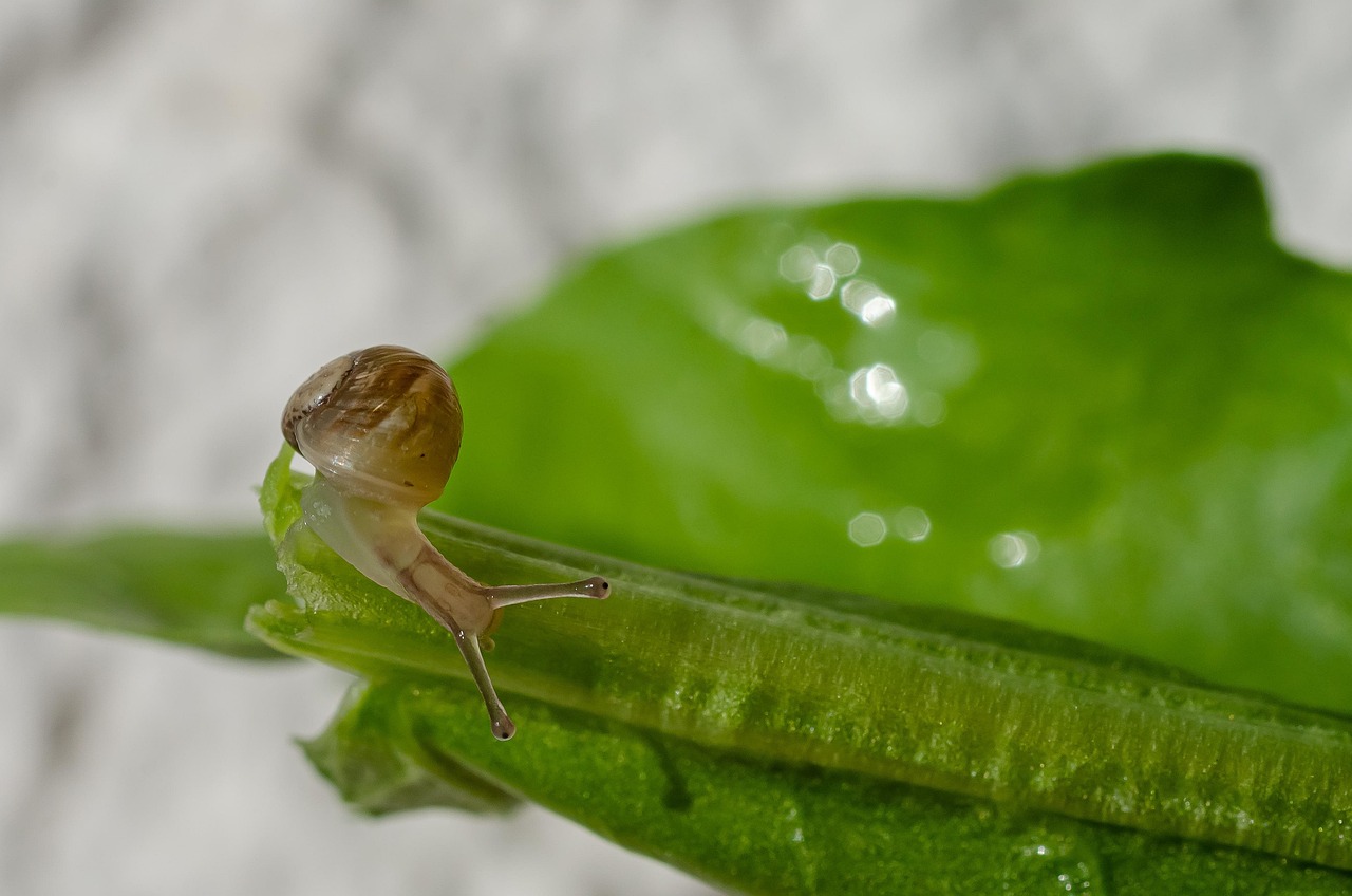 Snail Gastropod Small Free photo on Pixabay Pixabay