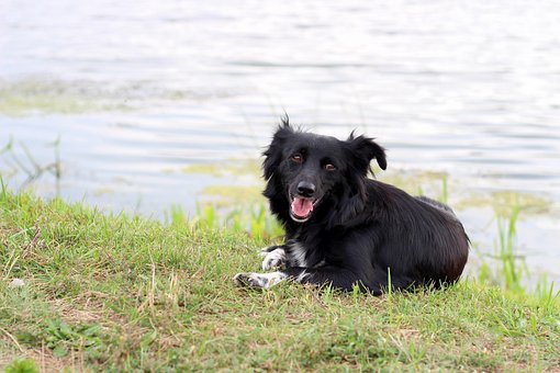 Hund, Schwarz, Fluss, Rest, Weekend