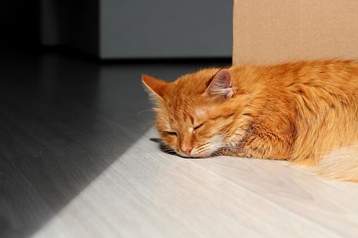 Katze, Rot, Haustier, Sun, Rest, Natur
