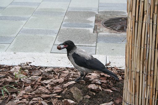 Free Bird Crow photo and picture