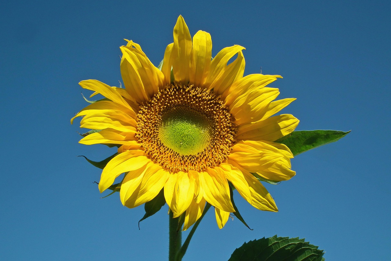 Sunflower Flower Yellow - Free photo on Pixabay - Pixabay