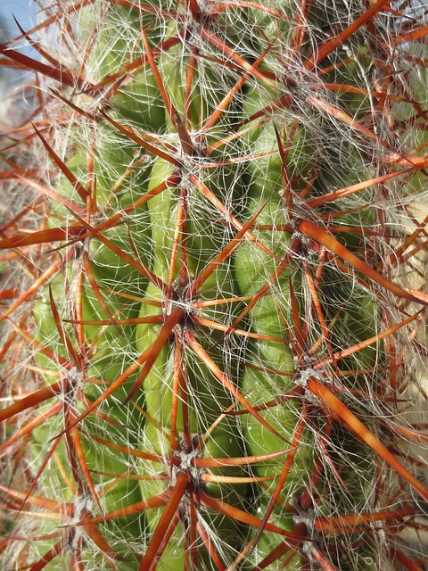 Free Cactus Spines photo and picture