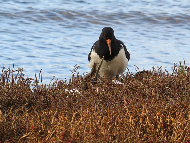 Free Oystercatcher Bird photo and picture