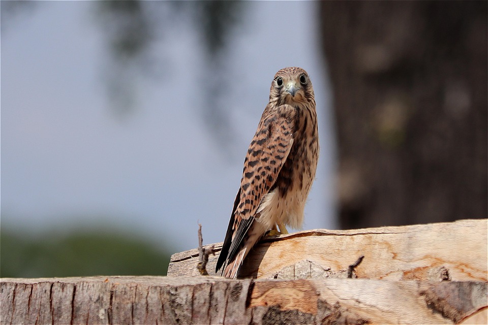 Falcon Raptor Young Hawk Birds Of - Free photo on Pixabay - Pixabay