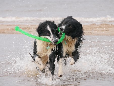 Hunde, Border Collie, Våde Hunde, Dyr