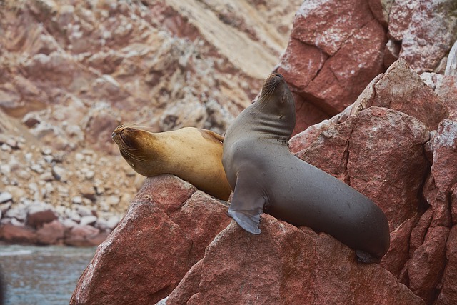 Lobos Marinhos, Mamíferos, Paracas, Peru