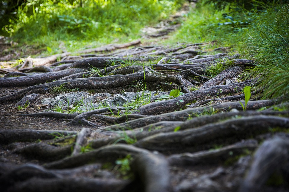 Roots Nature Path - Free photo on Pixabay - Pixabay