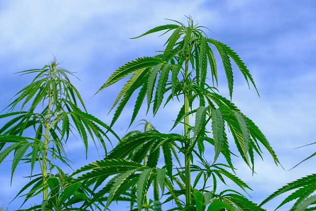Hanf, Cannabis Sativa, Natur