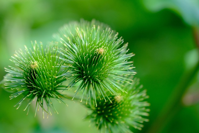 Free Burdock Wild Plant photo and picture