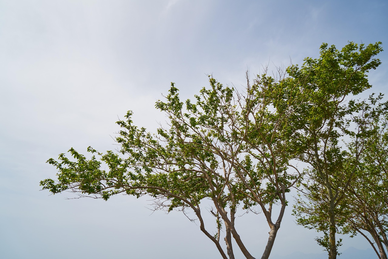 Tree Branch Leaves Free photo on Pixabay Pixabay
