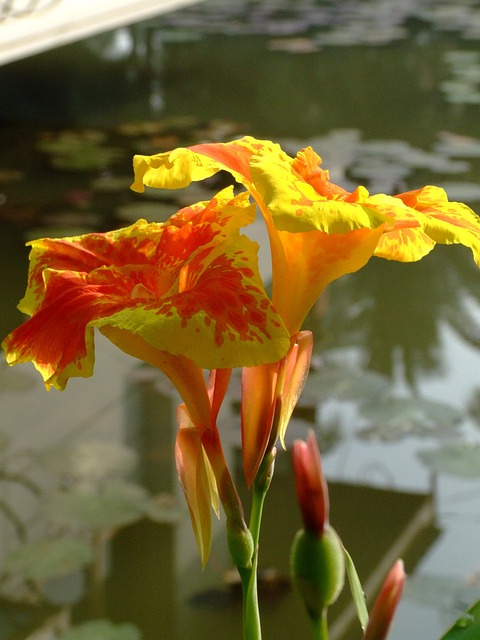 Free Natural Nature photo and picture