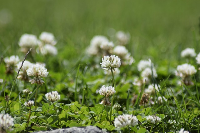 Free Clover Summer photo and picture