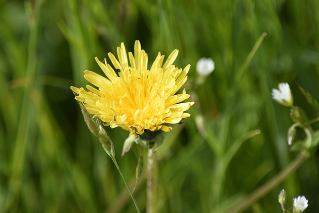 Free Dandelion Summer photo and picture