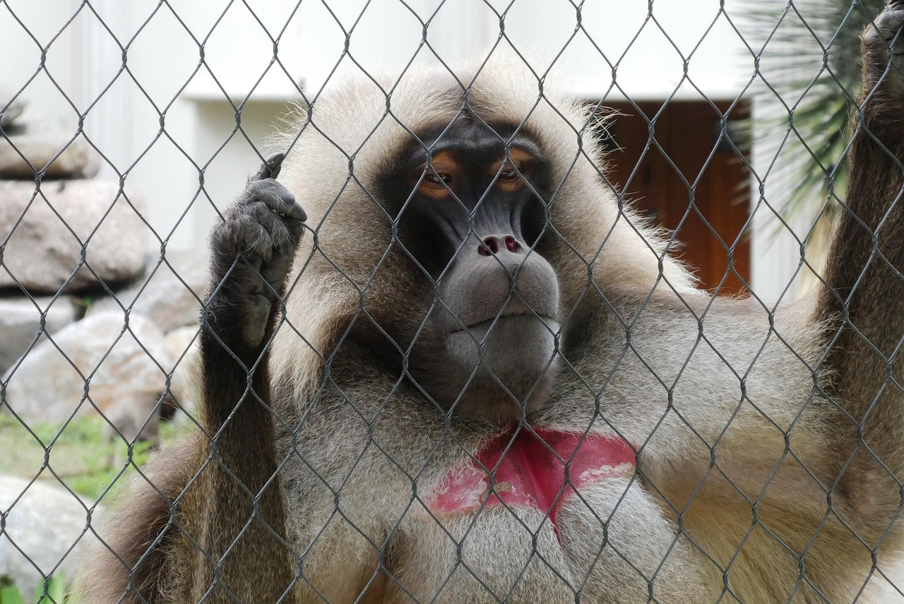 Monkey - free online jigsaw puzzle photo