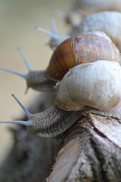 Three Snail Shell Snails Three Shells - Free photo on Pixabay