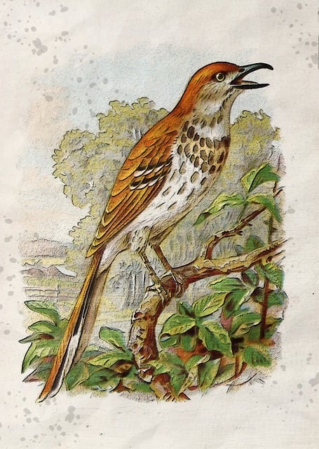 Free new england brown thrush wild bird illustration