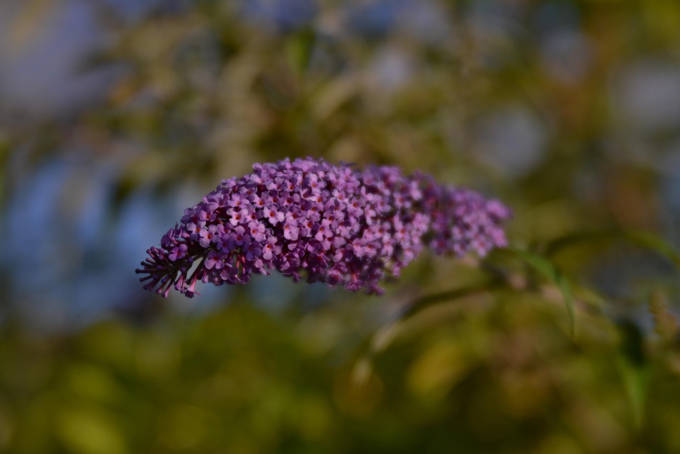 Butterfly Bush Bloom Flower Free photo on Pixabay Pixabay