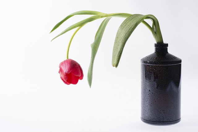 Blomst, Blomst Tapet, Natur