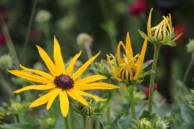 Free Flower Yellow photo and picture