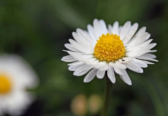 Free Daisy White photo and picture