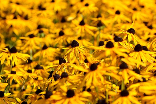 Blume, Sonnenhut, Gelb, Blumentapete