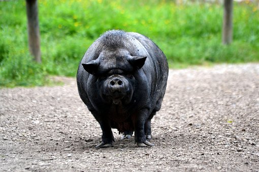 Schwein, Tierpark, Hängebauch