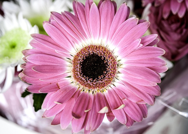 Bloem, Bloesem, Dahlia, Madeliefje