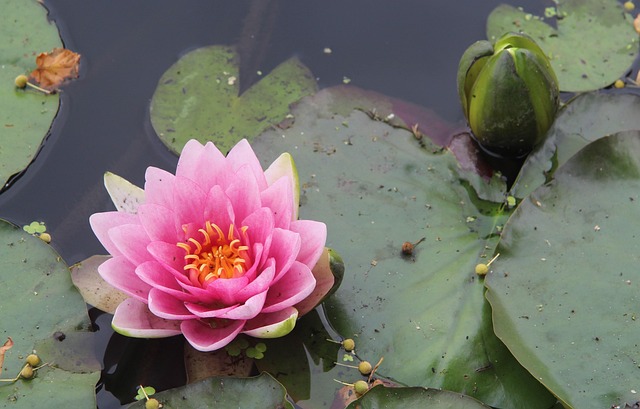 Free Lily Lotus photo and picture