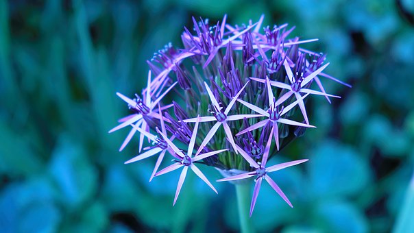 Free Flower Flower Background photo and picture