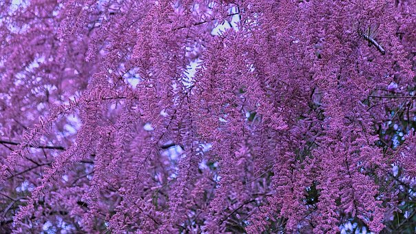 Free Tree Blooming photo and picture
