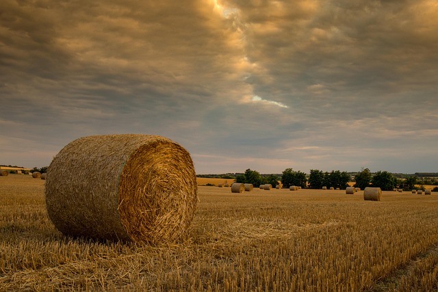 Free Grain Crop photo and picture