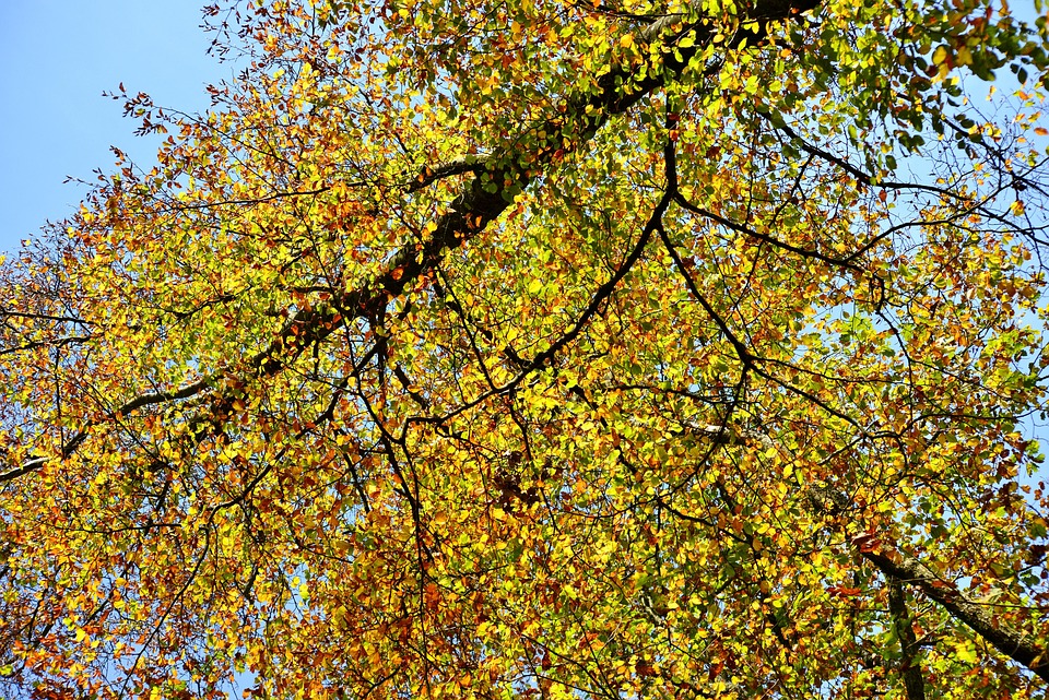 Trees Autumn Colours Fur - Free photo on Pixabay - Pixabay