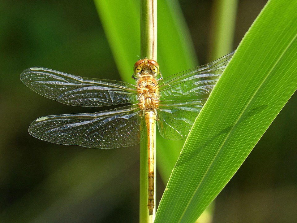 Golden Dragonfly Sympetrum - Free photo on Pixabay - Pixabay