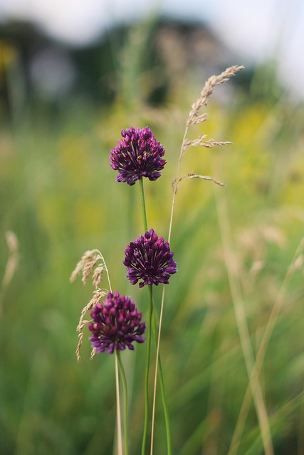 Free Wallpaper Nature photo and picture