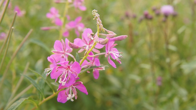 Rosebay Willow-Urt, Vildblomster