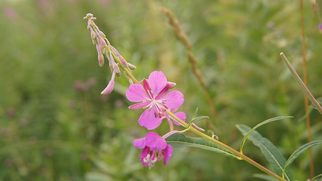 Rosebay Willow-Urt, Vildblomster, Blomst
