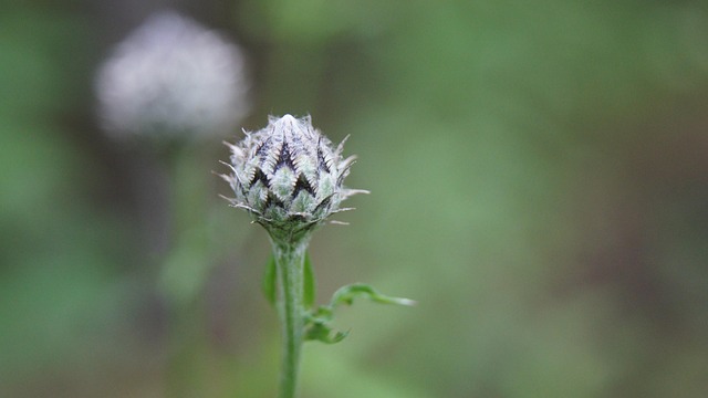 Tidsel, Vildblomster, Blomst, Flora