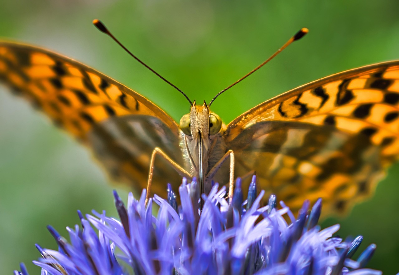 Butterfly - free online jigsaw puzzle photo